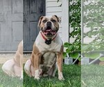 Small Photo #5 American Bulldog Puppy For Sale in NORTH RIDGEVILLE, OH, USA