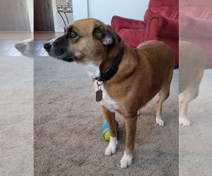 Mutt Dogs for adoption in Denton, TX, USA