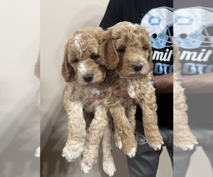 Goldendoodle Puppy for Sale in DECATUR, Indiana USA