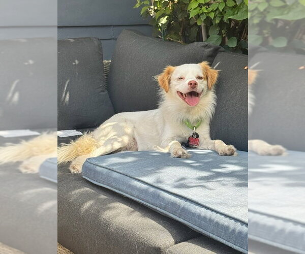 Medium Photo #9 Mutt Puppy For Sale in Lake Forest, CA, USA