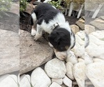 Puppy Pickles Bernedoodle-Bluetick Coonhound Mix