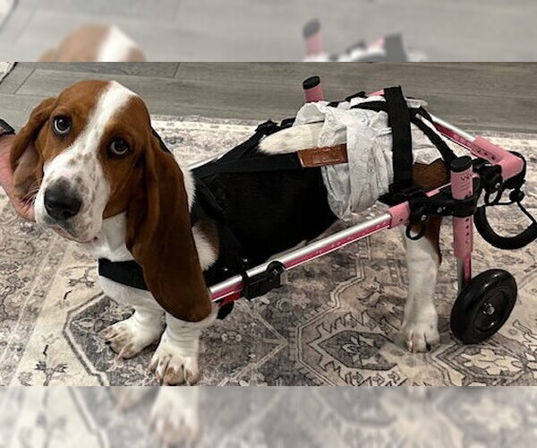 Medium Photo #1 Basset Hound Puppy For Sale in Petaluma, CA, USA