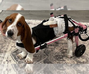 Basset Hound Dogs for adoption in Petaluma, CA, USA