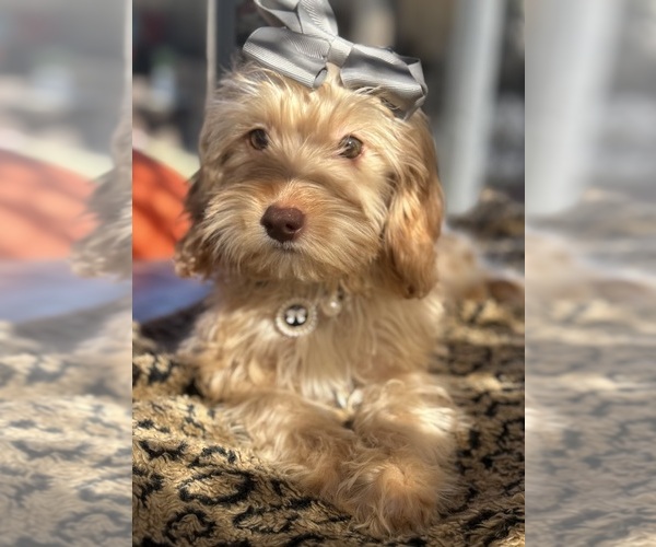 Medium Photo #1 Goldendoodle mix (+ Poodle Miniature) Puppy For Sale in MENIFEE, CA, USA