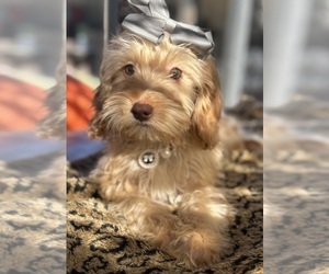 Medium Goldendoodle mix (+ Poodle Miniature)
