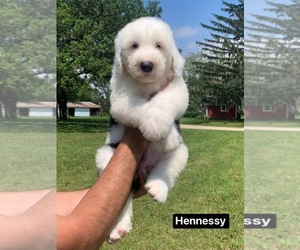 Old English Sheepdog Puppy for sale in HAYFIELD, MN, USA
