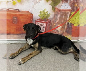Rottweiler-Unknown Mix Dogs for adoption in San Bernardino, CA, USA