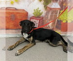 Small Rottweiler Mix