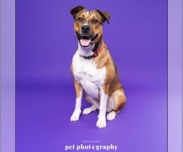 Medium Photo #7 American Pit Bull Terrier-Unknown Mix Puppy For Sale in Fargo, ND, USA