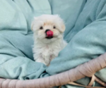 Small Maltese