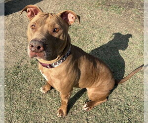 Mutt Dogs for adoption in Riverside, CA, USA