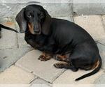 Small #1 Dachshund