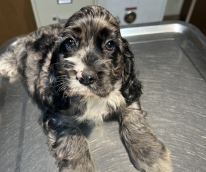 Cocker Spaniel Puppy for sale in AMES, IA, USA