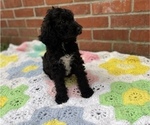 Small Photo #12 Springerdoodle Puppy For Sale in GADSDEN, AL, USA