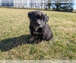 Small #1 Miniature Australian Shepherd