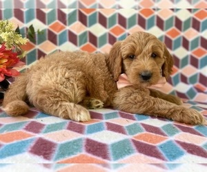 Medium Goldendoodle (Miniature)