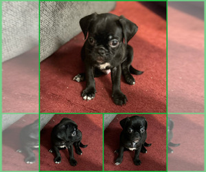 Pug Puppy for sale in BYESVILLE, OH, USA