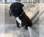 Small #1 Mutt