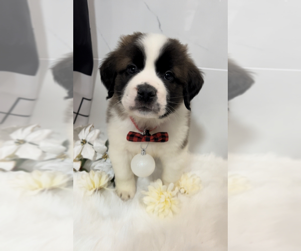 Medium Photo #10 Saint Bernard Puppy For Sale in WHITESBORO, NY, USA