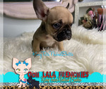 Small Photo #4 French Bulldog Puppy For Sale in HOUSTON, TX, USA