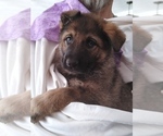 Small Photo #4 German Shepherd Dog Puppy For Sale in SHELTON, WA, USA