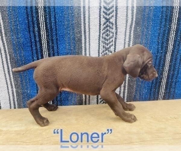 Medium Photo #7 German Shorthaired Pointer Puppy For Sale in DENVER, CO, USA