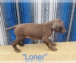 Small Photo #7 German Shorthaired Pointer Puppy For Sale in DENVER, CO, USA