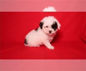 Poodle (Toy) Puppy for sale in MIAMI BEACH, FL, USA