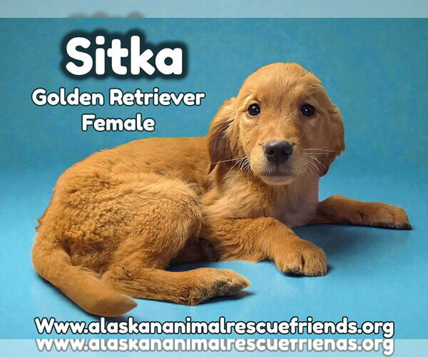 Medium Photo #1 Golden Retriever Puppy For Sale in Anchorage, AK, USA