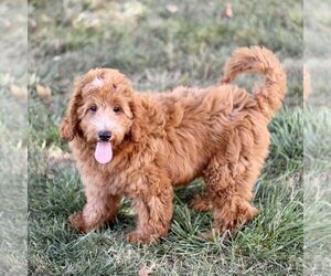 Goldendoodle (Miniature) Puppy for sale in GORDONVILLE, PA, USA