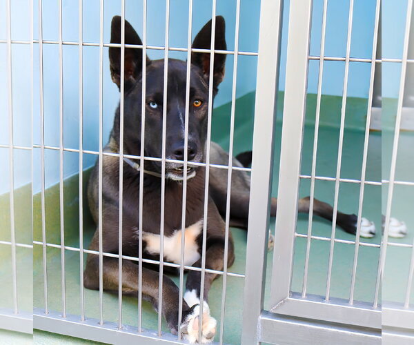 Medium Photo #2 Siberian Husky-Unknown Mix Puppy For Sale in Pasadena, CA, USA