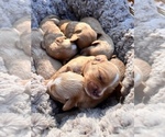 Small Photo #7 Cavachon-Cavapoo Mix Puppy For Sale in MONTECITO, CA, USA