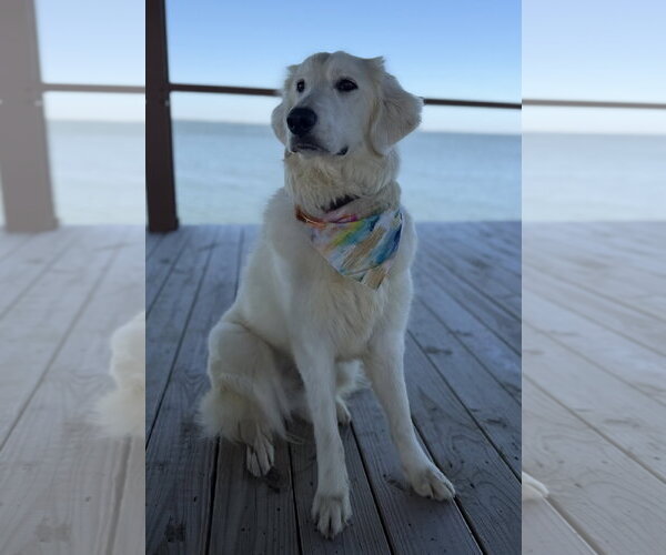 Medium Photo #4 Great Pyrenees Puppy For Sale in Dallas, TX, USA