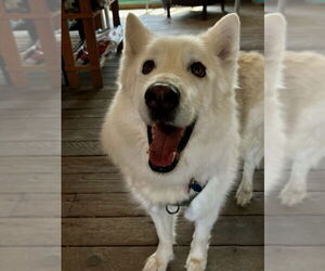 German Shepherd Dog-Huskies Mix Dogs for adoption in Bellingham, WA, USA