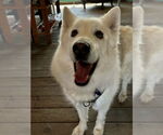 Small German Shepherd Dog-Huskies Mix
