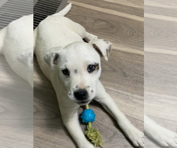 Medium Photo #2 American Pit Bull Terrier-Unknown Mix Puppy For Sale in Hillsboro, MO, USA