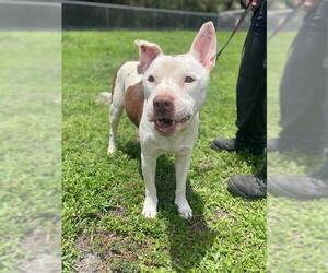 American Pit Bull Terrier-Unknown Mix Dogs for adoption in Naples, FL, USA