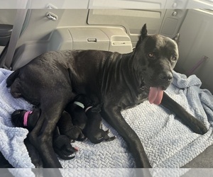 Cane Corso Litter for sale in GATESVILLE, TX, USA