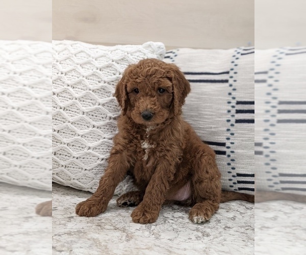 Medium Photo #4 Goldendoodle Puppy For Sale in NORTH LAWRENCE, OH, USA