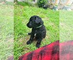 Small Photo #39 Aussiedoodle Puppy For Sale in CONWAY, SC, USA