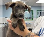 Small #2 Retriever  Mix