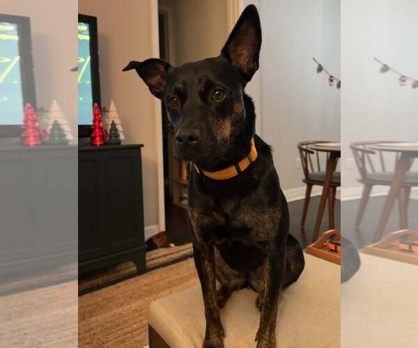 Medium Photo #9 Mutt Puppy For Sale in Houston, TX, USA