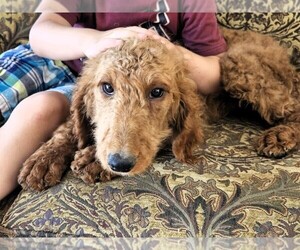 Labradoodle Puppy for sale in PARMA, ID, USA