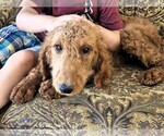 Image preview for Ad Listing. Nickname: Puppy