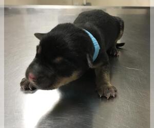 Labrador Retriever-Unknown Mix Dogs for adoption in Conroe, TX, USA