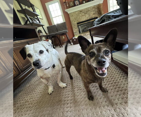 Medium Photo #3 Chiweenie Puppy For Sale in Rockaway, NJ, USA
