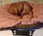 Small Photo #7 Vizsla Puppy For Sale in SYLVA, NC, USA