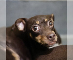 Chihuahua-Unknown Mix Dogs for adoption in San Antonio, TX, USA