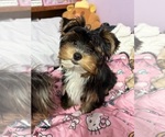 Puppy Claussen Yorkshire Terrier