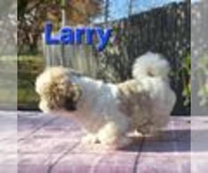 Shih Tzu Puppy for sale in FREMONT, MI, USA